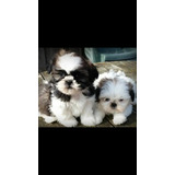 Bibelo Femea Shih Tzu Filhote