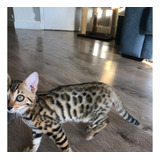 Bengal