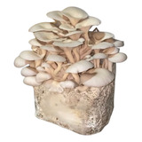 Ostreatus