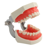 Boca Modelo Manequim Dentário Ortodontia Dente