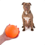 Bola Para Rottweiler Brinquedo Anti-stress Para