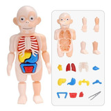 Boneco Corpo Humano Anatomia Órgãos Internos