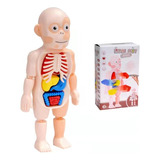Boneco Corpo Humano Anatomia Para Crianças