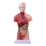 Boneco Corporal Do Torso Humano Anatomia