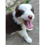 Cachorro Border Collie macho e femea, com garantia genetica vitalicia. -  Cachorros e acessórios - Munhoz Júnior, Osasco 1261817580