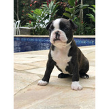 Boston Terrier Filhote Macho
