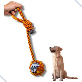 Cachorro