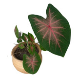 Bulbo Caladium Vermelho Tinhorão - Kit Com 2 Bulbos 