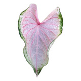 Bulbo De Caladium Rosa,transparente,lindo