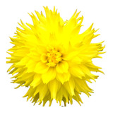 Bulbo De Flores Dalia Amarela