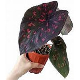 Bulbo Tão Sonhado Caladium Americano Clavatum Rabicundum,top