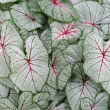 Bulbo Tão Sonhado Caladium Fantasy,tinhorao,folhagem,lindo