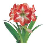 Fastgrow