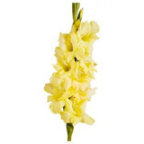 Bulbos De Flores | Gladíolo Amarelo