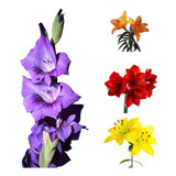 Bulbos De Flores Amarilis Amaryllis Açucena Lírios Gladíolos