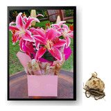 Bulbos De Flores Flor Lirio Asiático Rosa Excelente