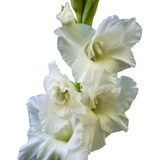 Bulbos De Flores Gladíolo Branco White Goddes - 05 Unidades