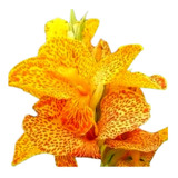 Bulbos De Flores Raros Canna Golden 03 Unidades