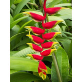 Bulbos Flor Heliconia Rostrata Bananeira-de-mato Vermelha