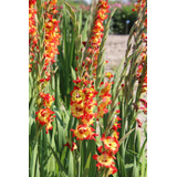 Bulbos Flores Gladíolos Palma De Santa Rita Variedade