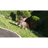 Buldogue Francês, Lindos Filhotes Exóticos, Alto Padrão