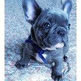 Buldogue Francês Exótico, Lindos Filhotes Blue Sólido