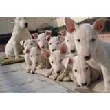 Bull Terrier Lindos Filhotes Microchipados