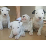 Bull Terrier Lindos Filhotes