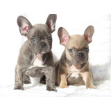 Bulldog Frances Canil Minion Bull Filhotes Lindos