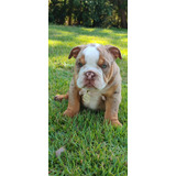 Bulldog Inglês Exótico: Tri Choco Merle, Canil O'malley Bull