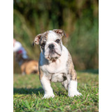 Bulldog Inglês Filhote Macho