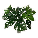Buquê D Folhagens Costela De Adão Artificial 42cm 12 Folhas