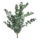 Buquê Eucalipto De Flor De Corte Desidratada Seco Decoração