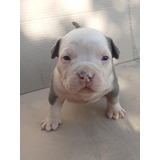 Pedigree