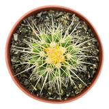 Cacto Banco De Sogra Echinocactus Grusonii Muda Natural Sol