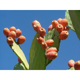 Cacto Figo Da Índia Ficus - Sementes Fruta Para Mudas