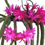 Cactos Rabo De Rato Flor Rosa Muda Cacto Natural Pendente