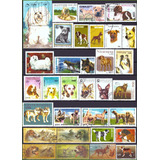 Cães - Acumulação + 1 Bloco