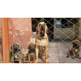 Cães Lindos Fila Brasileiro Com Pedigree