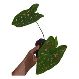 Caladium, Caladio,tinhorao, Folhagem, 1 Muda,lindo.