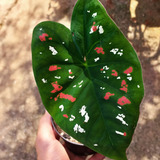Caladium 05