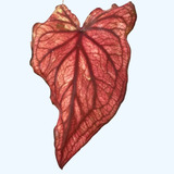 bebê
