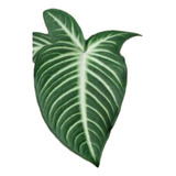 Cm