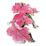 Caladium Rosa Pontudo Linda Muda 1 Folha