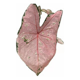 Caladium Rosado Com Transparência- Muda Pequena - 20cm