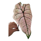 Caladium Spring Fling Linda Muda 1 Folha