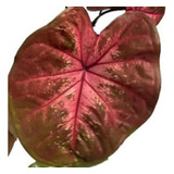 Sensacional