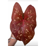 Caladium Vermelho Burning Heart - Linda Muda