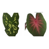 Caladium/tinhorão Biocolor ( 2 Mudas Diferentes)