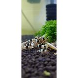 Camarão Caridina Black Crystal (10un) Brinde Musgo Top